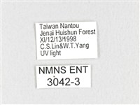 黃斑枯葉蛾藏品圖，第3張