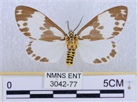 後凸蝶燈蛾藏品圖，第1張