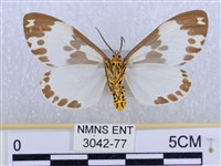 後凸蝶燈蛾藏品圖，第2張