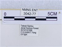 後凸蝶燈蛾藏品圖，第3張