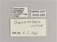 銀端帶鉤蛾藏品圖，第3張