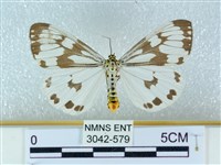 粉蝶燈蛾藏品圖，第1張