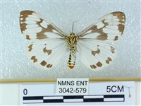 粉蝶燈蛾藏品圖，第2張