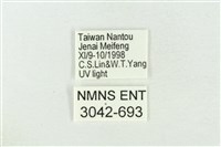 印華波紋蛾藏品圖，第3張