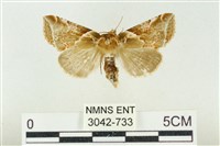 寬帶波紋蛾藏品圖，第1張