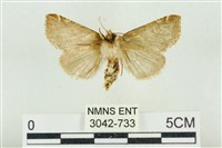 寬帶波紋蛾藏品圖，第2張