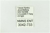 寬帶波紋蛾藏品圖，第3張