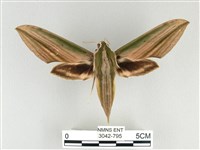 棕綠背線天蛾藏品圖，第1張