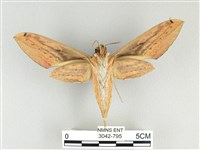 棕綠背線天蛾藏品圖，第2張