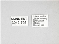 棕綠背線天蛾藏品圖，第3張