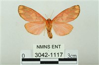 三色豔苔蛾藏品圖，第2張