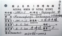 臺灣後海螯蝦藏品圖，第16張