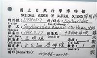 韓氏擬蟬蝦藏品圖，第12張