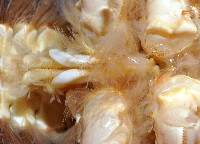 蛙形蟹藏品圖，第3張