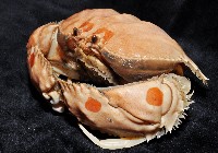 逍遙饅頭蟹藏品圖，第4張