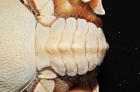 蛙形蟹藏品圖，第2張
