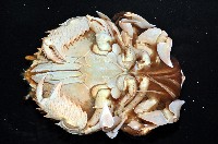 蛙形蟹藏品圖，第8張