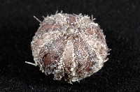 褐駝海膽藏品圖，第4張