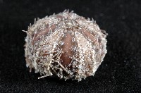 褐駝海膽藏品圖，第5張