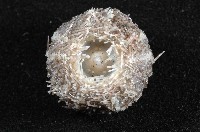 褐駝海膽藏品圖，第6張