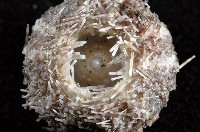 褐駝海膽藏品圖，第7張