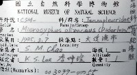 褐駝海膽藏品圖，第8張