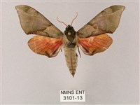 榆綠天蛾藏品圖，第1張