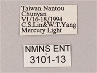 榆綠天蛾藏品圖，第3張