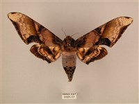 臀角斑天蛾藏品圖，第1張