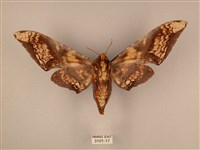 臀角斑天蛾藏品圖，第2張