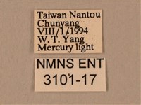 臀角斑天蛾藏品圖，第3張