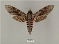 蝦殼天蛾藏品圖，第1張