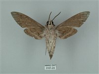 蝦殼天蛾藏品圖，第2張