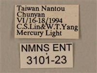 蝦殼天蛾藏品圖，第3張