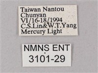 榆綠天蛾藏品圖，第3張