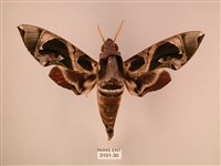 暗綠白腰天蛾藏品圖，第1張