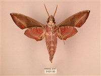 暗綠白腰天蛾藏品圖，第2張