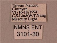 暗綠白腰天蛾藏品圖，第3張