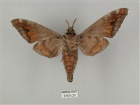 全緣缺角天蛾藏品圖，第2張