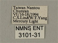 全緣缺角天蛾藏品圖，第3張