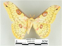 黃豹天蠶蛾藏品圖，第1張