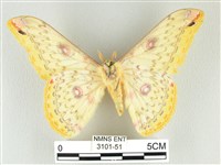 黃豹天蠶蛾藏品圖，第2張