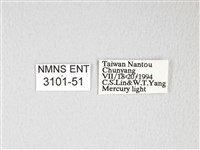 黃豹天蠶蛾藏品圖，第3張