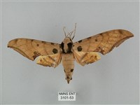 裂斑鷹翅天蛾藏品圖，第1張