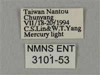 裂斑鷹翅天蛾藏品圖，第3張