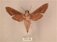 斜線天蛾藏品圖，第2張