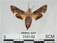 三角凹緣天蛾藏品圖，第2張