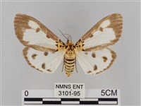 長斑擬燈蛾藏品圖，第1張