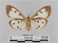 長斑擬燈蛾藏品圖，第2張