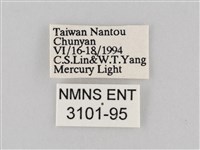 長斑擬燈蛾藏品圖，第3張